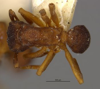 Media type: image;   Entomology 21144 Aspect: habitus dorsal view
